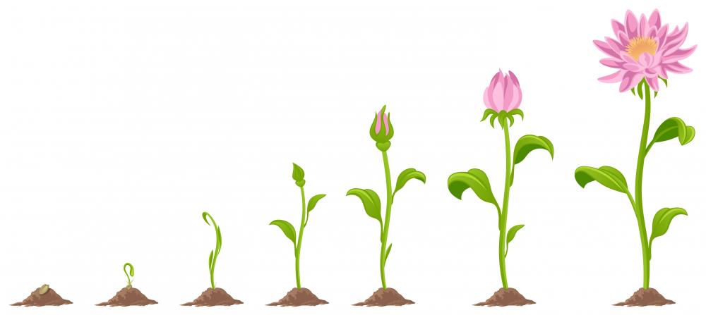 flower growing clipart - photo #1